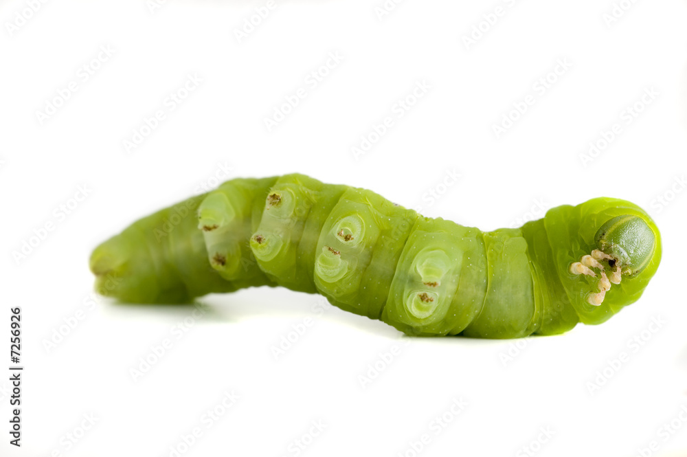 Obraz premium nocturnal butterfly catterpillar