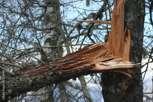 tronco di albero spezzato