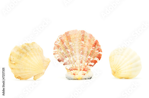 Three seashells on white background
