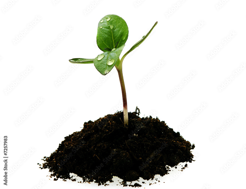 Obraz premium young sunflower sprout in the soil with droplets