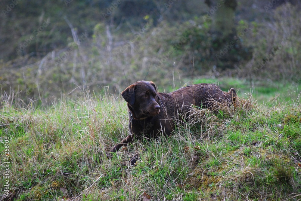 chocolate labrador lying in the grass chocolate labrador lying in the grass