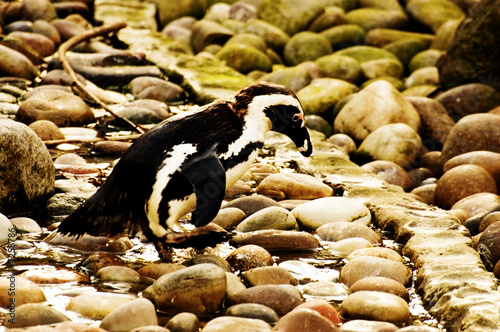 Lonely Penguin walking on pebbles at the beach.