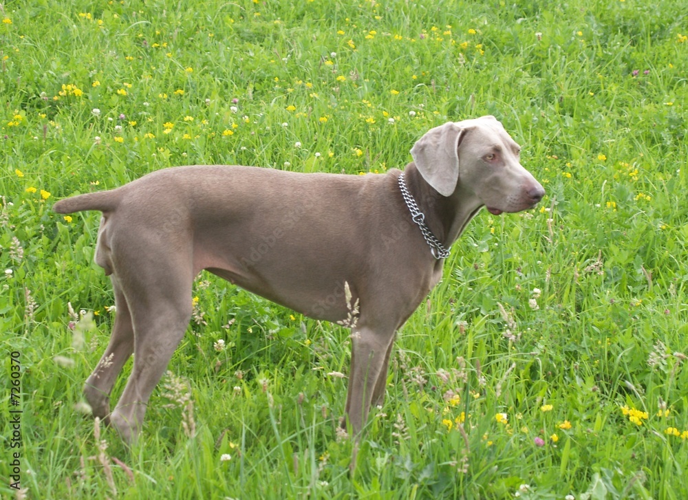 Beauty auf der Wiese