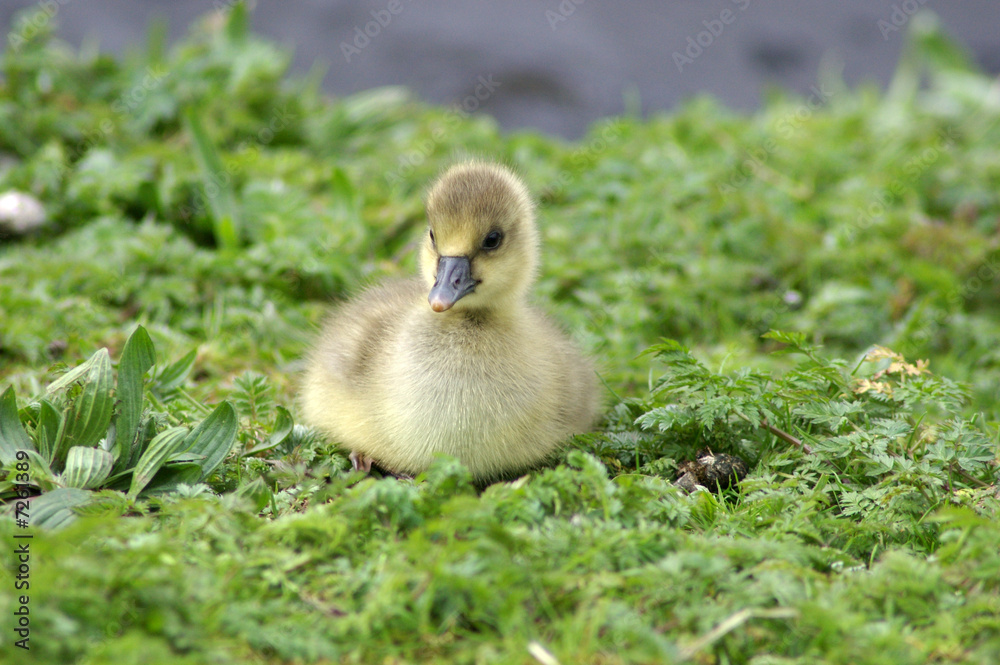 Gänse auf der Alster Gänse auf der Alster