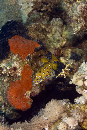 yellow boxfish (ostracion cubicus)