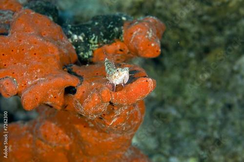 clearfin lizardfish (synodus dermatogenys)  photo