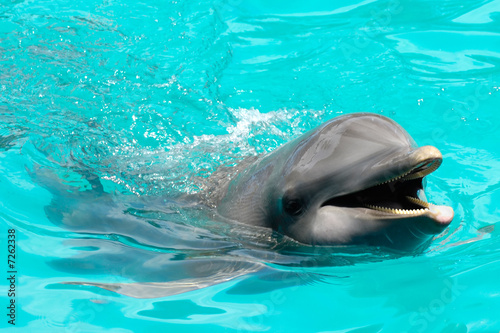 Happy smiling dolphin