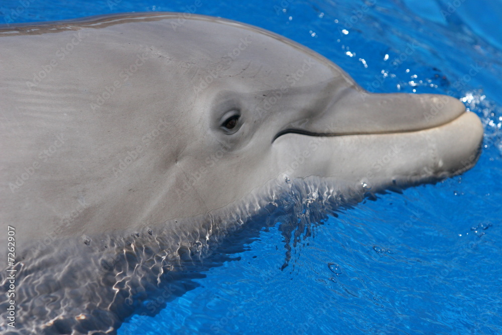 Fototapeta premium baby sea mammal