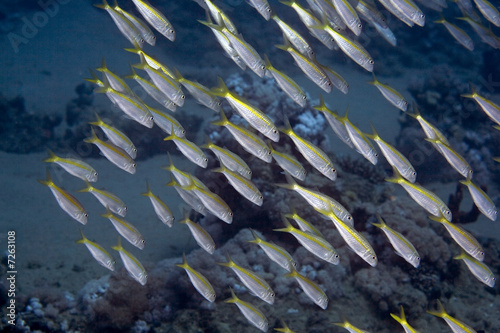 yellowfin goatfish (mulloidichthys vanicolensis) photo