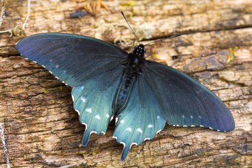 Pipevine Swallowtail photo