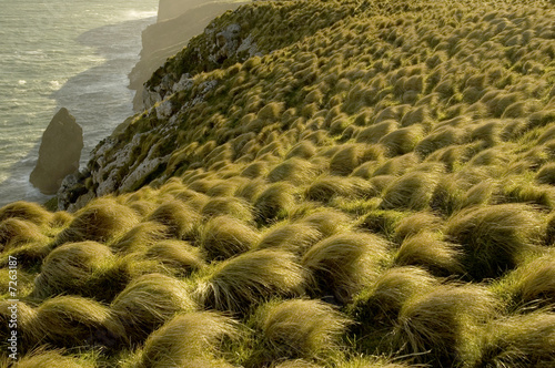 Tussock grass at sunset