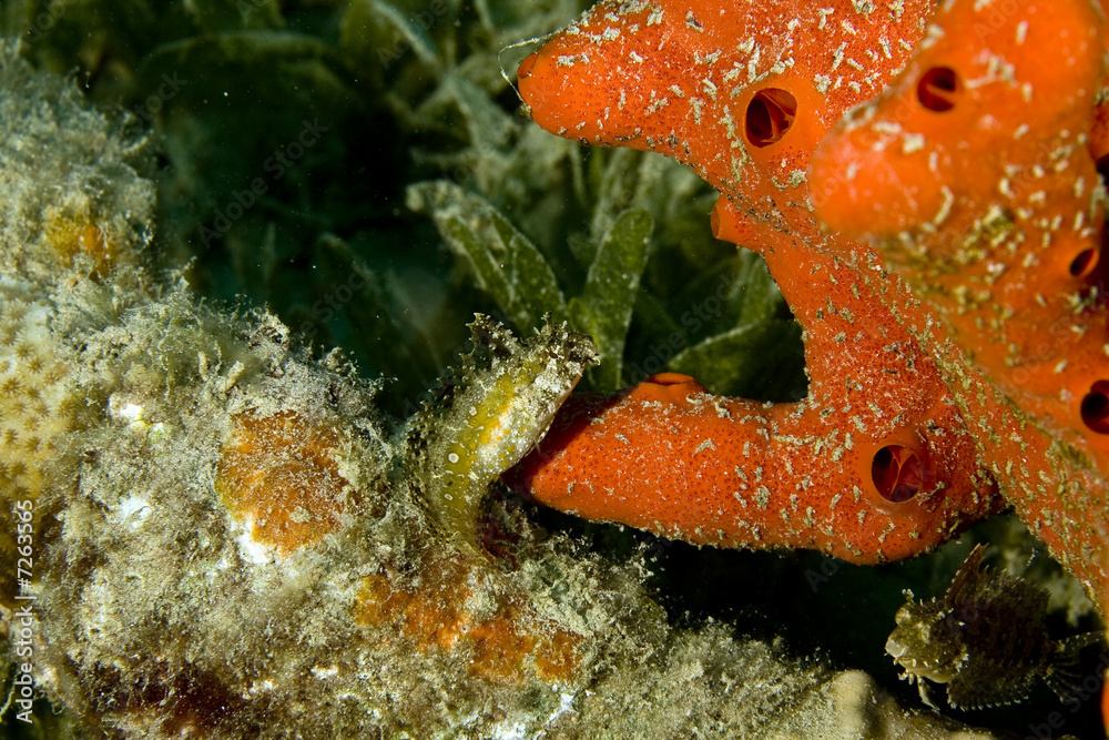 highfin fang blenny (petroscirtes mitratus) and a red sponge highfin fang blenny (petroscirtes mitratus) and a red sponge