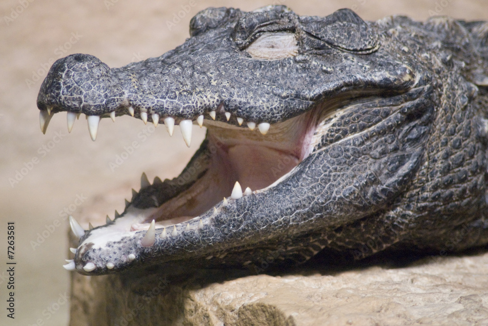 Fototapeta premium Closeup of a Crocodile