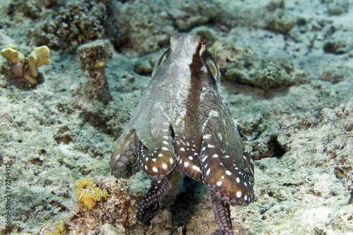 reef octopus  octopus cyaneus 
