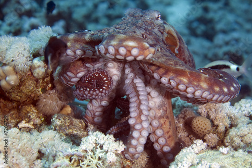 reef octopus (octopus cyaneus)