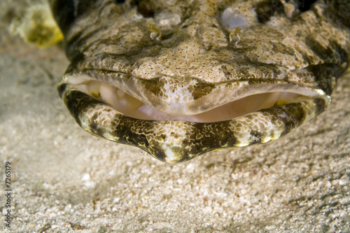 indean ocean crocodilefish (papilloculiceps longiceps) photo