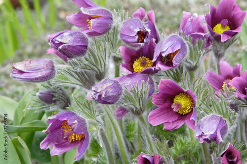 background of pasque-flower at spring time
