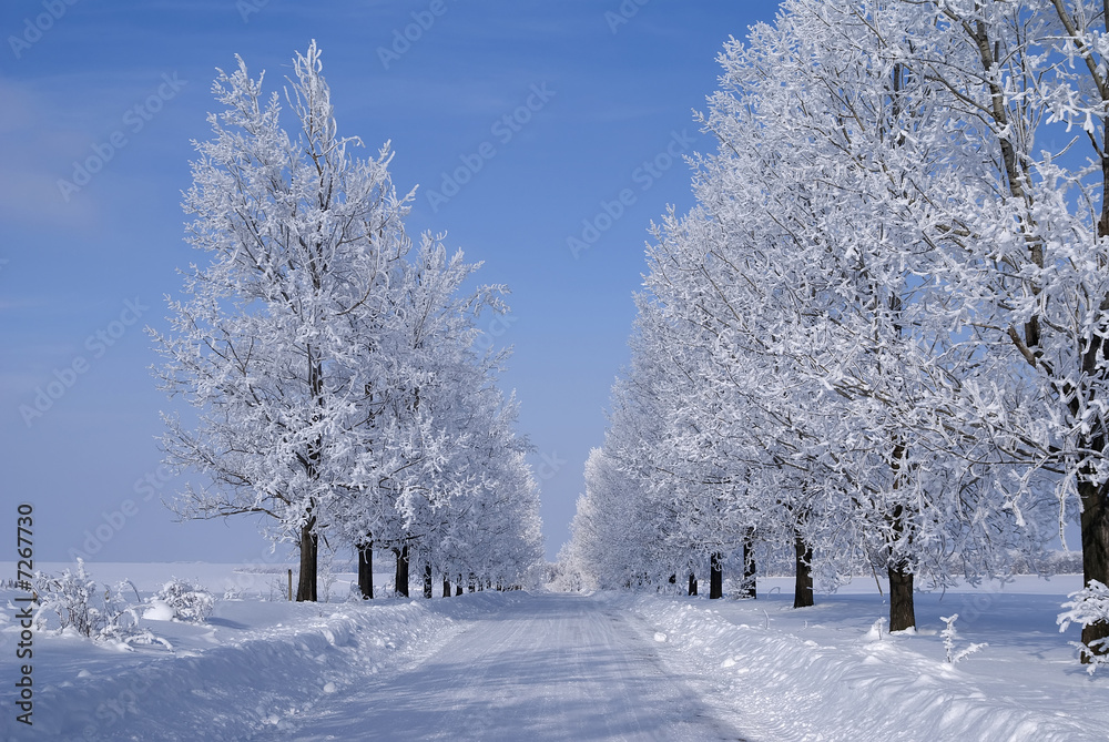 Winter trees Winter trees