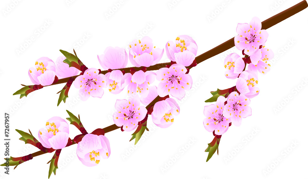 Blossoming twig of spring fruit tree isolated on white (vector)
