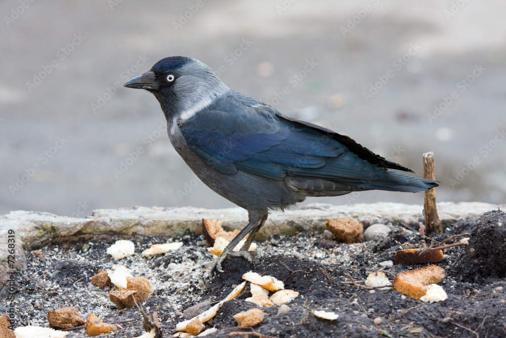 Obraz premium jackdaw