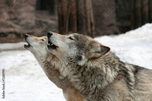 Wolves howl