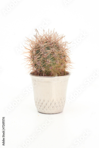 Home cactus