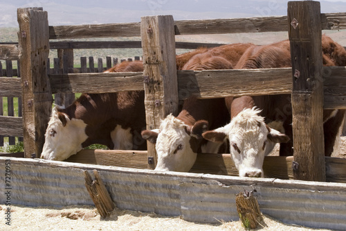 Three cows feeding at the ranch