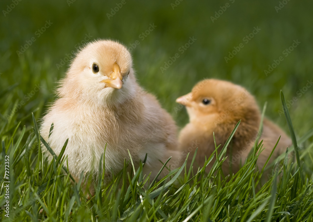 Cute fluffy chicken in grass