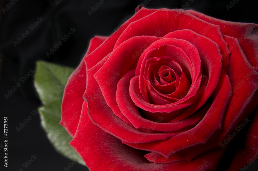 Red rose. Red rose.