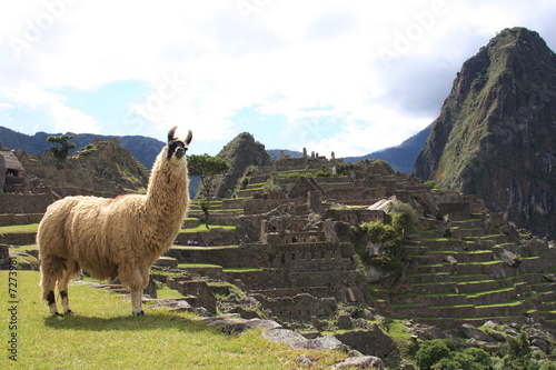 Llama and the Ruins at Machu Picchu, the Lost Inca City, Peru