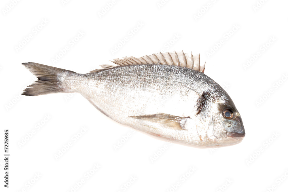 fresh dorado fish isolated on white background fresh dorado fish isolated on white background