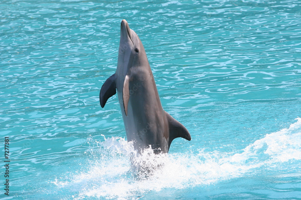 Fototapeta premium walking dolphin