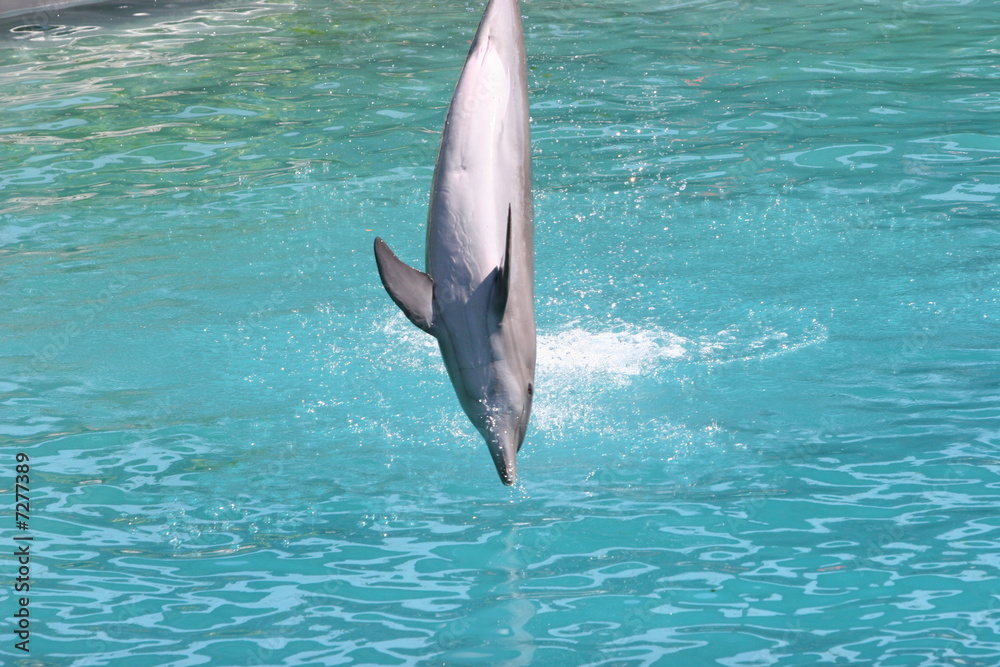 Fototapeta premium SWIM INTO WATER