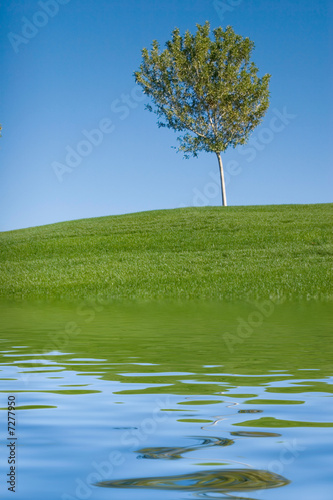 Green grass field and tree