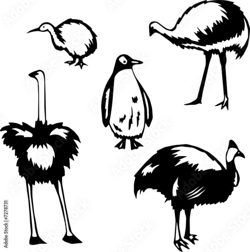 Five stylized vector illustrations of flightless birds