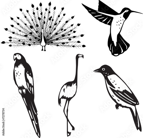 Stylized vector depictions of five attractive birds