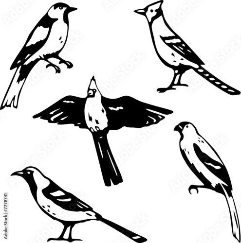 Five stylized vector songbird illustrations