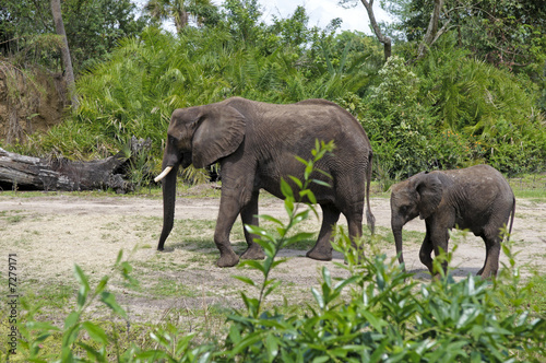 Elephants