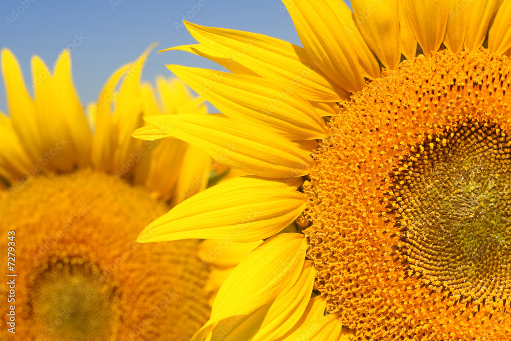 Closeup of a Sunflower Closeup of a Sunflower