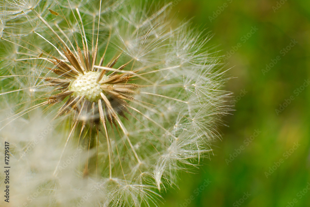 Dandelion