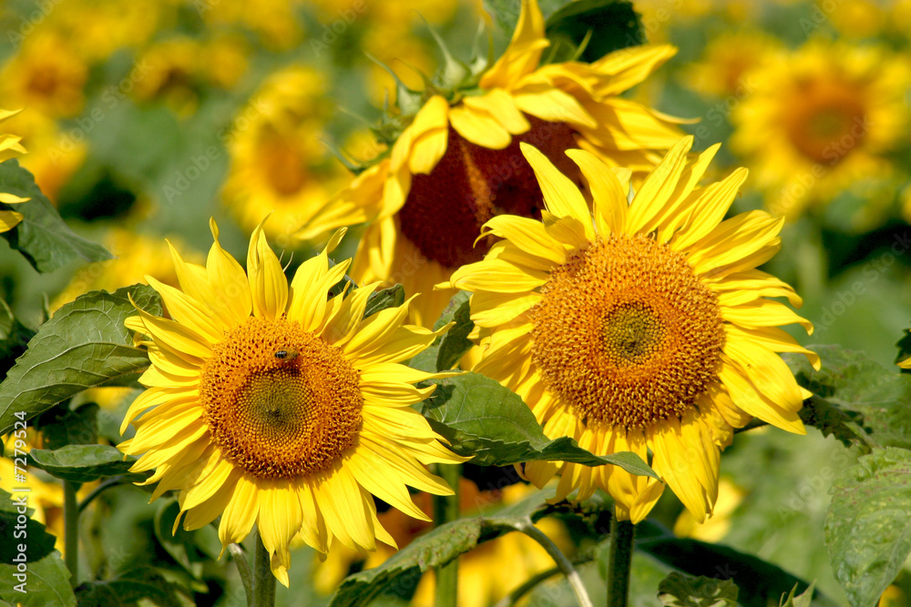Field of sunflowers Field of sunflowers