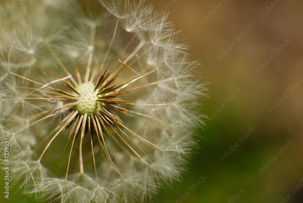 Dandelion Dandelion