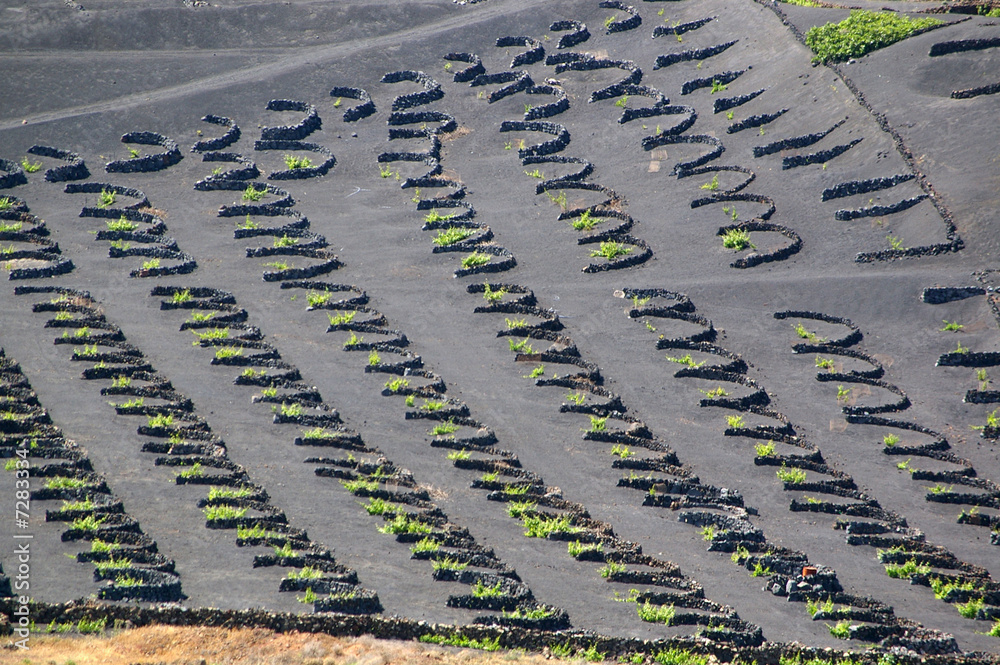 Obraz premium Grape Vines with wind protection