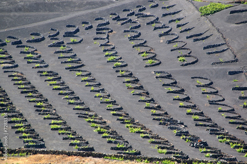 Grape Vines with wind protection photo