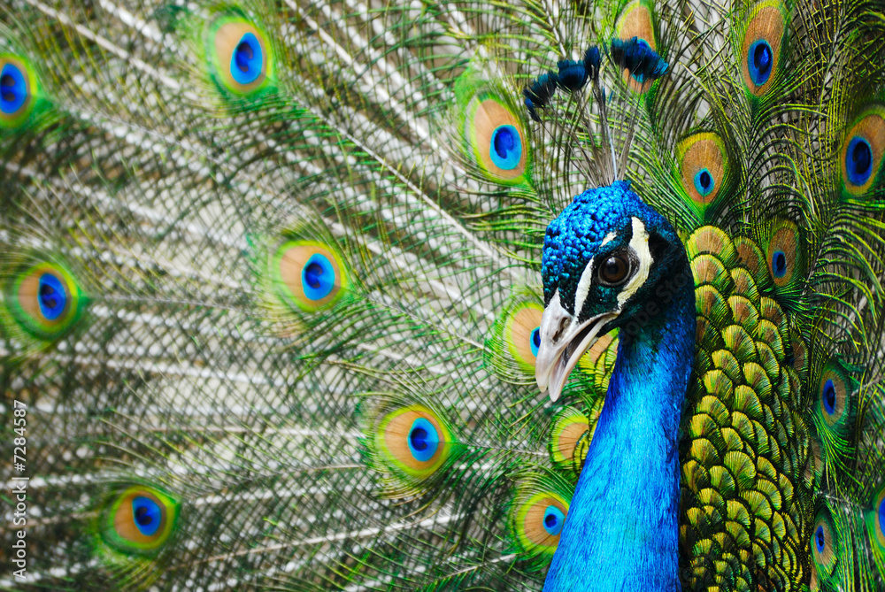 Obraz premium male peacock