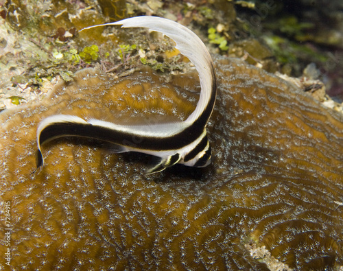 Spotted Drum Juvenile (Equetus punctatus) photo
