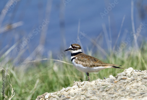 Killdeer