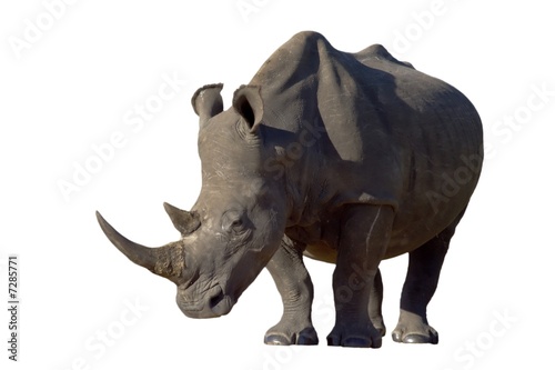 White Rhino on white background