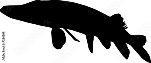 Fisch