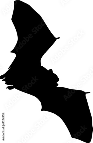 fledermaus